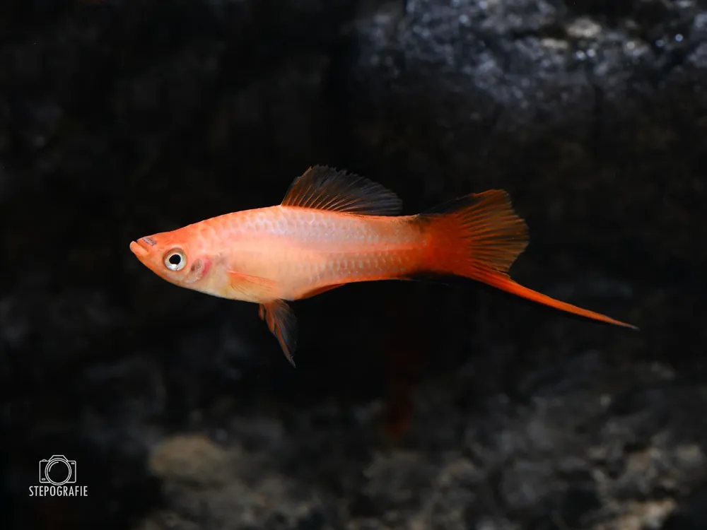 Bestseller Schwertträger Komet Pink (Xiphophorus helleri var.)